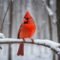 Red Cardinal  Spiritual Meaning: 7 Powerful Interpretations