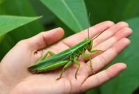 Unveiling the Grasshopper Spiritual Meaning: A Journey into Symbolism