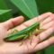 Unveiling the Grasshopper Spiritual Meaning: A Journey into Symbolism